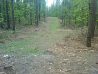 food plot wk 4.jpg