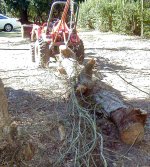 547028-Trunkrear.jpg