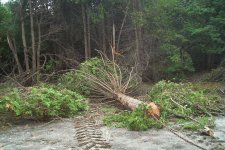 547181-trees1.JPG