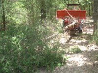 475598-trailcedartree.jpg