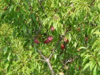 Chickasaw plum central tx.jpg
