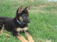 zeus 008.JPG