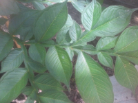 ForumRunner_20120626_145827.png