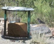raven 2.jpg