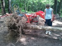 tree_uprooted.jpg