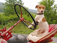 dog-on-tractor.jpg