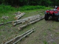 570693-Big  Red - skidding firewood.jpg