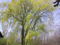416787-big willow.jpg