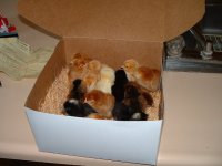 417332-box of chicken.jpg