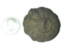 506348-fossil 003.jpg