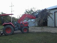 506543-Tree.JPG