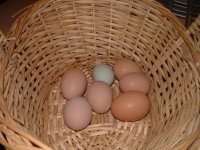507190-basket_aru_egg.jpg