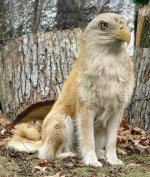 590938-bird dog.jpg