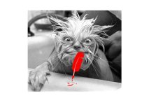590953-Cat with feather in mouth II.jpg