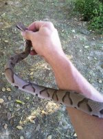 copperhead.jpg