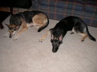 Haley 10-13-11 003.jpg