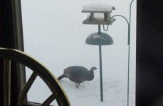 551932-Turkey visitor.jpg
