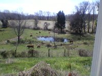 cows pond.jpg