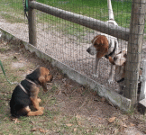 the_hounds.gif