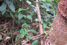 snake on trail.jpg
