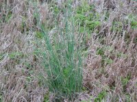 Weed #5 (Small).JPG
