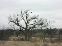 374887-Bald Eagles75.JPG