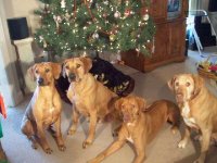 554016-dogsxmas.jpg