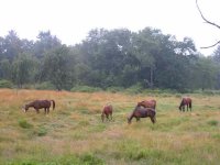 467270-horses.jpg