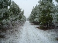 376772-Snow in the pines, Feb 04.jpg