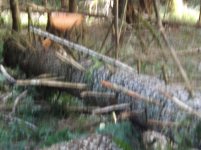 DSCF0364.jpg