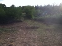 brush around ponds.JPG