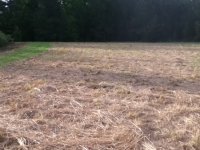 mowed back property.JPG