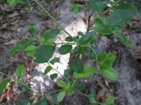 IMG_0639.JPG