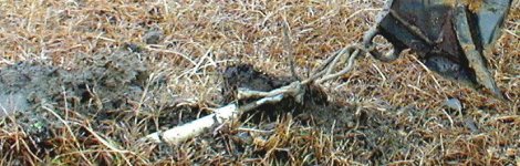 503449-Cropped Plow.jpg