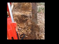 379844-TREE LEFT DONE.jpg