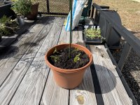 pot of beans.JPG