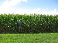 Delaware corn Aug 2013.jpg