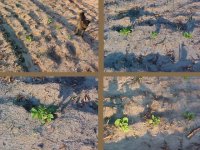 6-36421-tatercollage.jpg