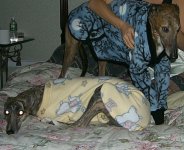 8-109704-WhispyAliceReadyforBed5.jpg