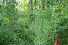 33-167897-070202Deer002.jpg