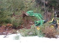 35-111901-pines1.jpg