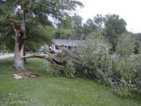 263933-Oak tree.JPG