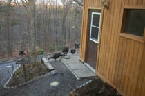 35-112269-Turkeys3.jpg