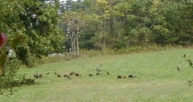 35-112466-Turkeys2.jpg