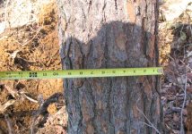 380502-tree up measure0.jpg