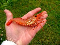 427560-Shrimp.jpg