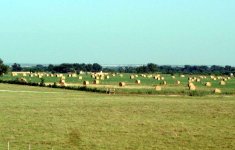 473148-HeyHeyHay1.jpg