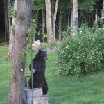 IMG_0184.JPG