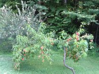 IMG_0214.JPG