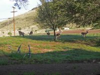 deer.jpg